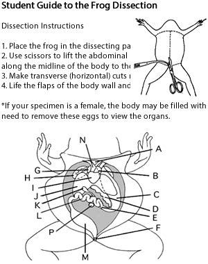 Frog Dissection Tutorial 的图像结果