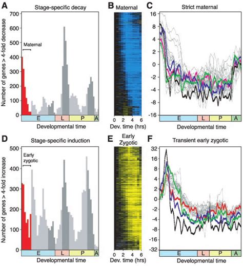Image result for Cell Stage Gene Expression