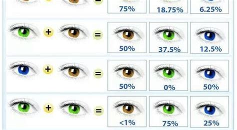 Eye Color Genetics 的图像结果