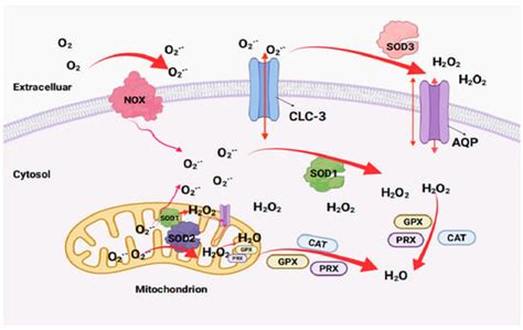 The Applications and Mechanisms of Superoxide Dismutase in Medicine ...