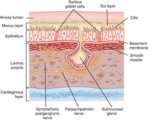 Respiratory Membrane Layers