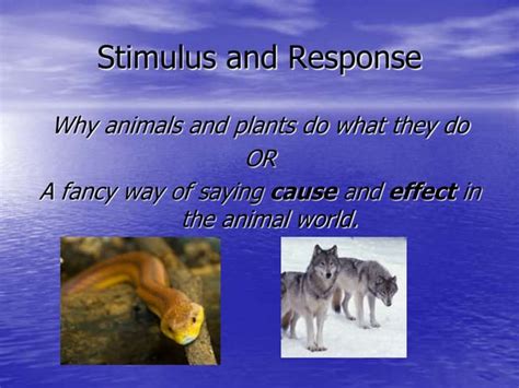 Response to Stimuli Example 的图像结果