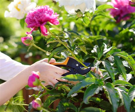 Deadheading Peonies: How To Do It And Why | Gardening Know How