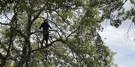 Large Tree Root Trimming 的图像结果