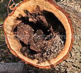 Image result for Tree Rot Infection