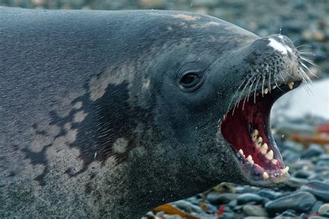 The crabeater seal's multi-lobe teeth need a clean DSC05182 King Haakon ...