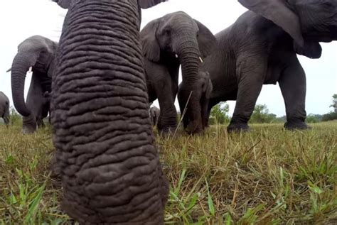 Image result for Elephant GoPro