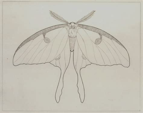 Meadow to Grove: Moth drawings