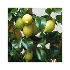 limoni in vaso concimazione concimazione limoni in vaso concime come concimare limoni in vaso concimazione concimazione limoni in vaso concime come concimare