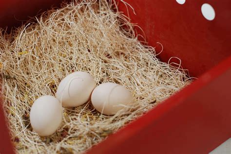 Chicken Nesting Pads | Pack of 10 | My Favorite Chicken