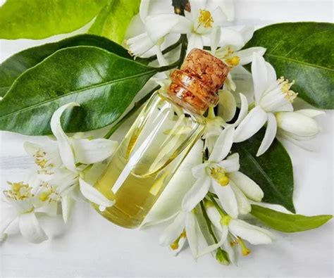 aromatic oils - Neroli Fragrance Oil Trader - Wholesaler / Distributor ...