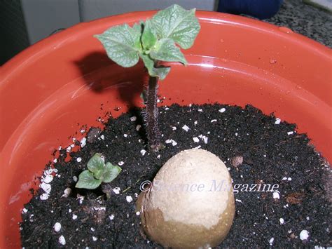 Image result for Vegetative Reproduction Potato