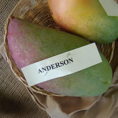 M-Tech Gardens Mango Fruit Plant (Anderson, Grafted Hybrid) Exotic 1 ...