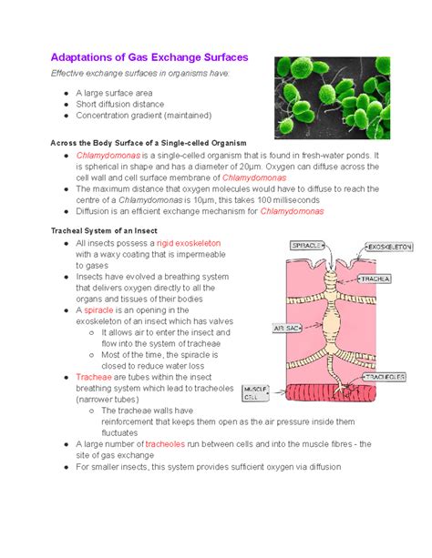 Gas Exchange Surfaces in insects and fish - Adaptations of Gas Exchange Surfaces Effective ...