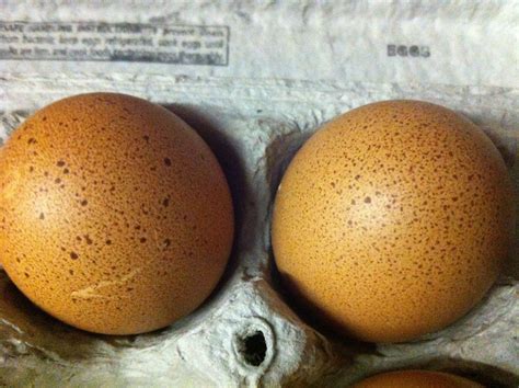 Cuckoo Maran Eggs. | Cuckoo maran, Eggs, Chickens