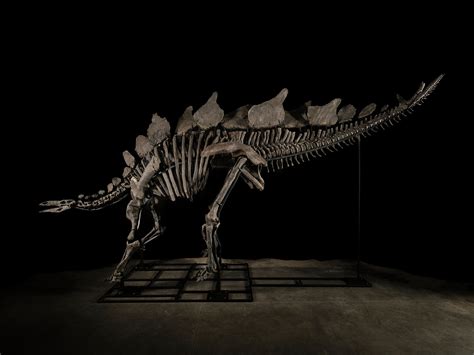 Slideshow: 150 Million Year Old Dinosaur Skeleton Becomes Most ...