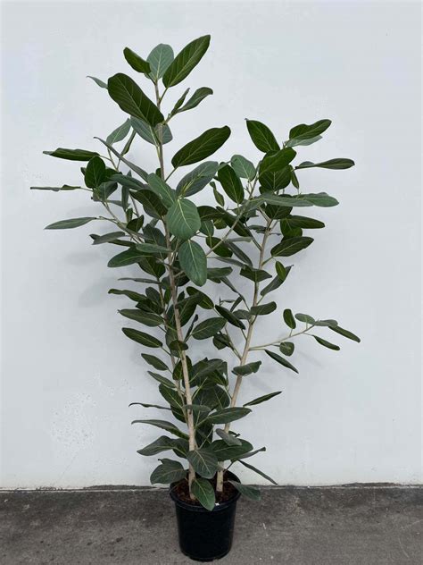 Ficus Audrey "Ficus Benghalensis" - Gippsland Indoor Plants