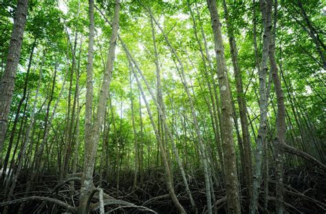 Carbon removal is the latest way to fight climate change — but will it take off in time to save the  Vector Art