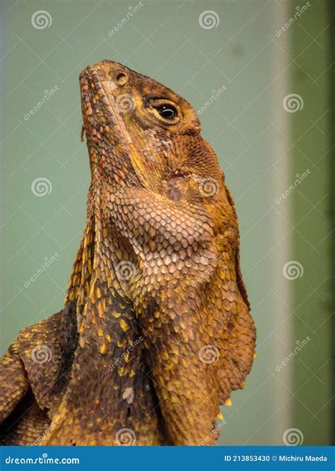 The Australian Frilled Lizard with Its Frill Folded Around Its Neck ...