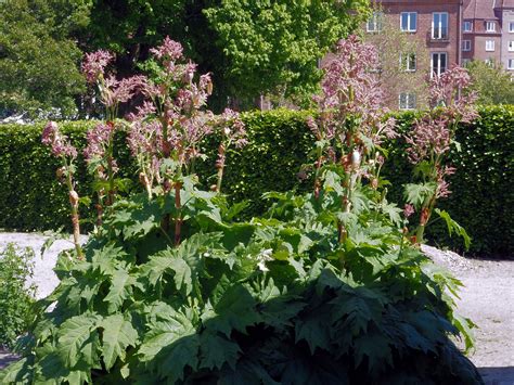 Rheum officinale Baill. | Plants of the World Online | Kew Science