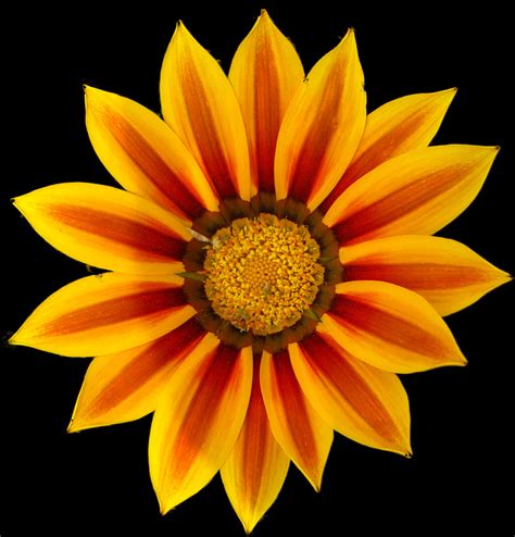 Download Vibrant Yellow Orange Daisy Flower.jpg | Wallpapers.com