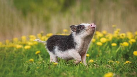 Buying A Pig In A Poke? | Animaltalk Magazine - Animals-and-Pets - Read ...