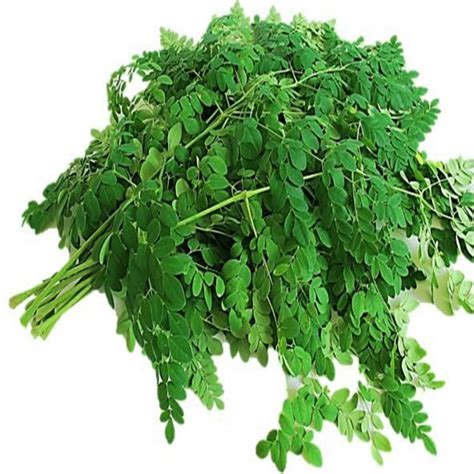 Buy Murungai Keerai Online | Fresh Leaves Vegetables – Onezeros.in