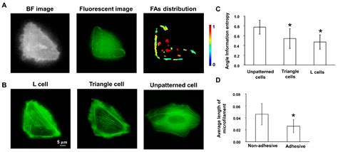 Visualization of Cell Membrane Tension Regulated by the Microfilaments ...