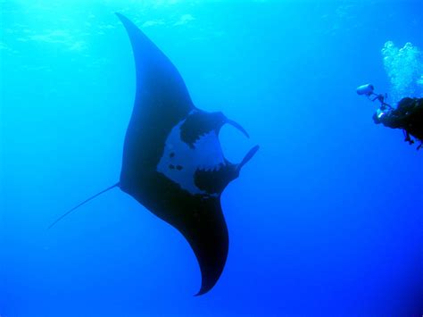 Giant oceanic manta ray size comparison - nzQas