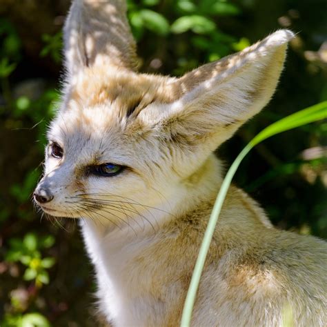 Baby Fennec Fox Wallpaper