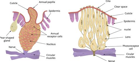 External morphology of leech — lesson. Science State Board, Class 10.