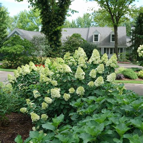 FIRE LIGHT® Panicle Hydrangea - Proven Winners ColorChoice Flowering Shrubs