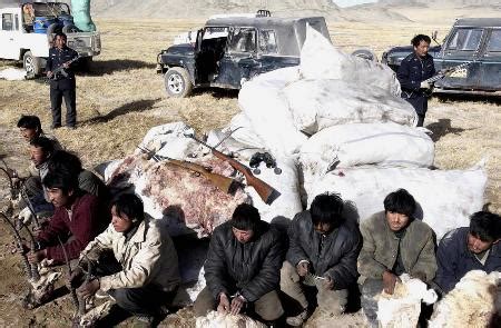 可可西里近百只藏羚羊遭枪杀 2名嫌犯落网_新闻中心_新浪网