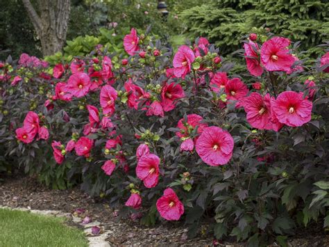 Walters Gardens, Inc. | Hardy hibiscus, Hibiscus plant, Flowers perennials