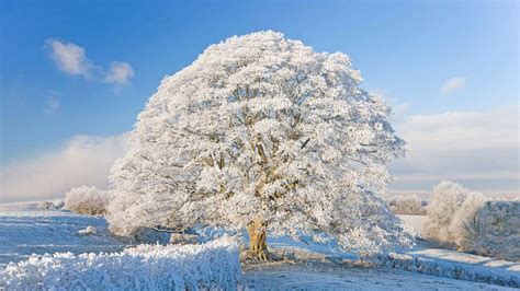 Bing Wallpaper Winter Scenes 的图像结果