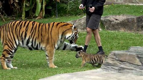 小老虎去见妈妈，本以为母虎会很亲昵，下一秒母虎的举动让人意外_好看视频