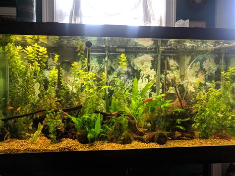 75 gallon live planted : r/Aquariums