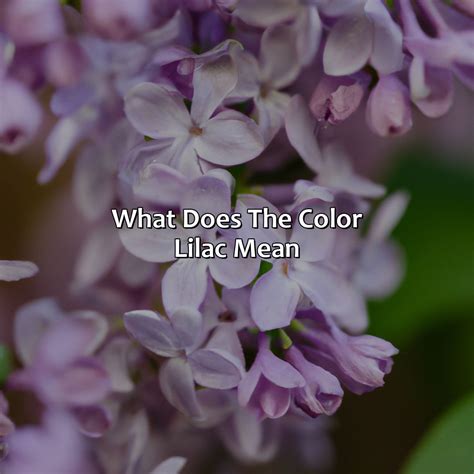 What Does The Color Lilac Mean - colorscombo.com