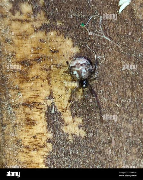 Comb-footed Spiders (Theridiidae Stock Photo - Alamy