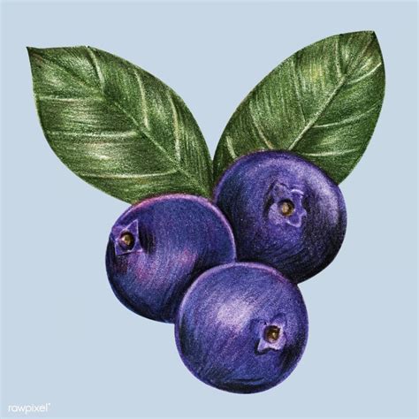 Blueberry Drawing Cute at Michelle Burgess blog