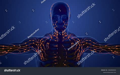 Image result for The Structure Lymphatic System