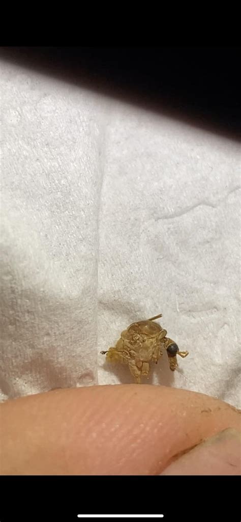 Image result for Alien Looking Bug