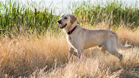 Image result for Labrador Retriever All Colors