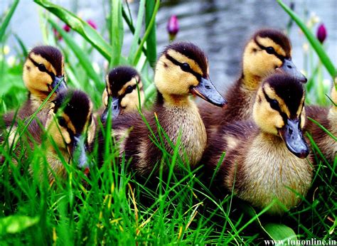 Cute Duck Wallpapers - Top Free Cute Duck Backgrounds - WallpaperAccess