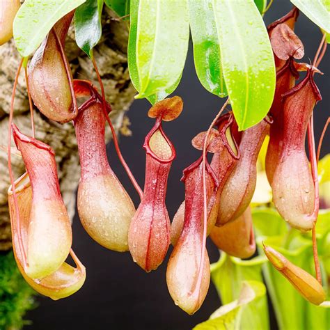 Carnivorous Pitcher Plants