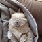 Image result for Bunny Cute Baby Animals Sleeping