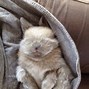 Image result for Cute Bunny Sleeping in a Bed