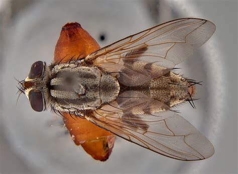 Fly Insect 的图像结果