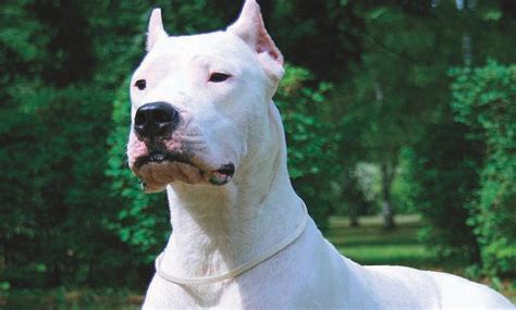 Dogo Argentino - Temperament, Lifespan, Shedding, Puppy