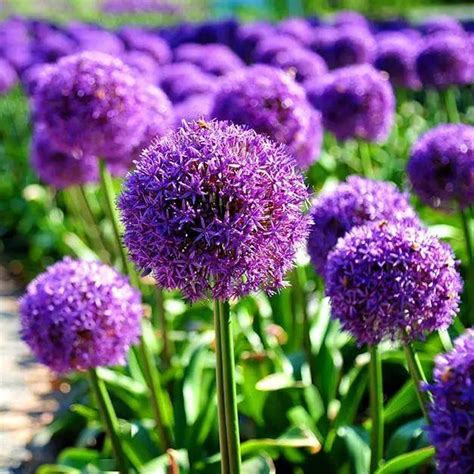 Giant Allium ‘Globemaster’ Seeds for Planting – Heirloom, Non-GMO, Orn ...